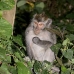 monkey_macaque_balinese_mf_ubud_v_1045_bal4762.jpg